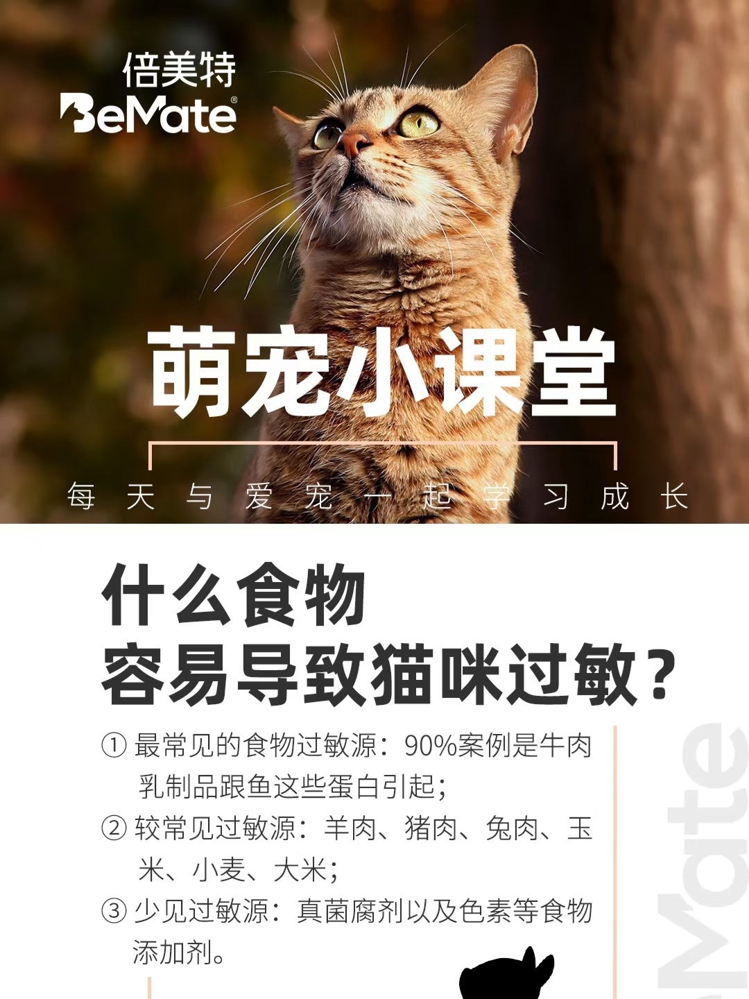 猫咪饮食禁忌，过敏猫咪需知的食品安全深度探讨