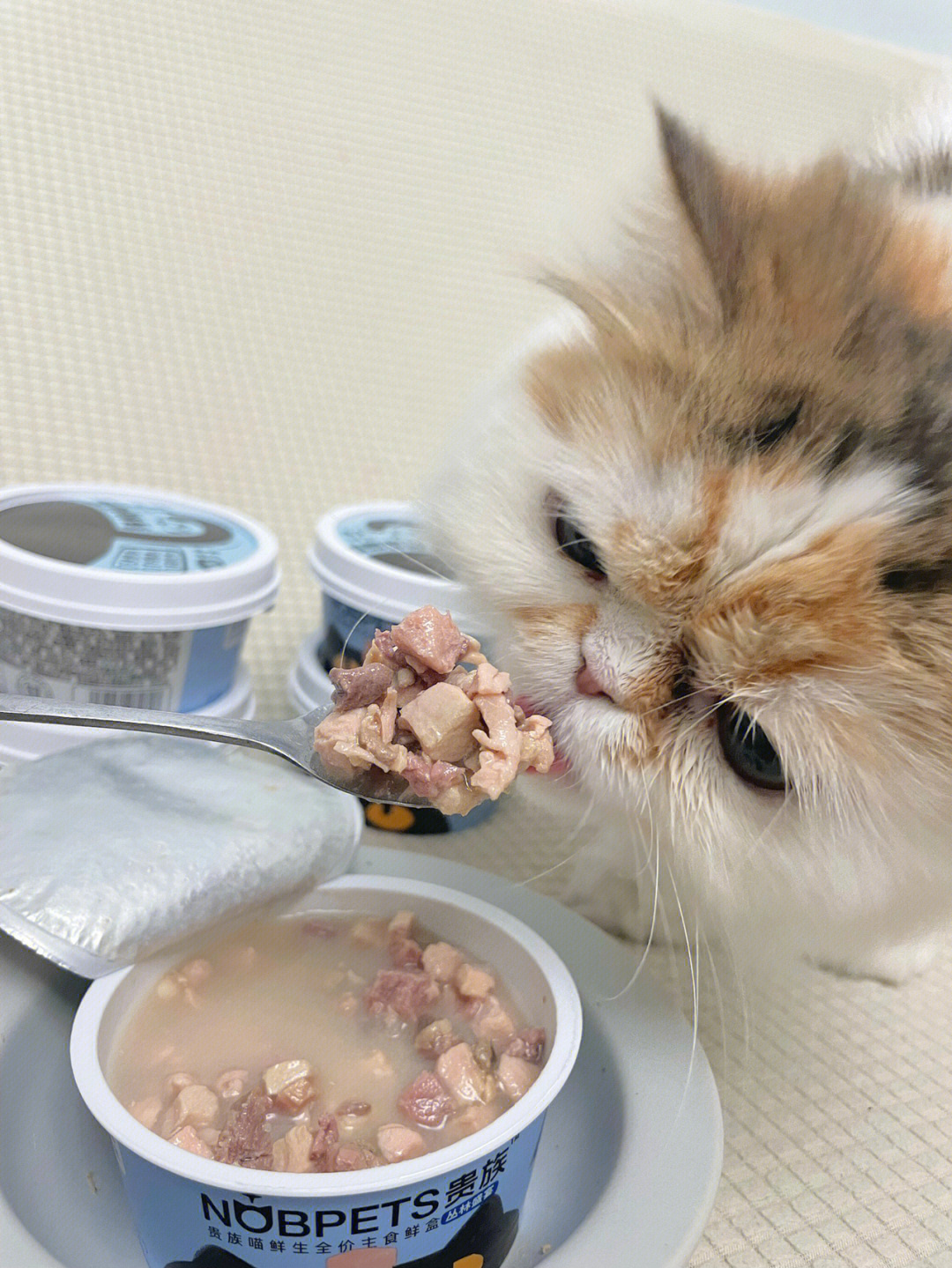 喵星人的餐桌探索，猫咪的美食之旅