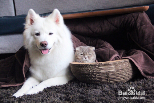 猫咪与狗狗，截然不同的生命魅力对比展示