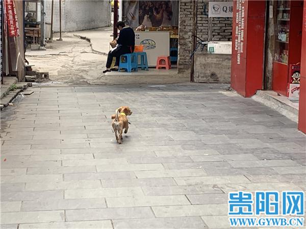 贵阳市宠物狗，城市生活的温馨伴侣与日常点滴