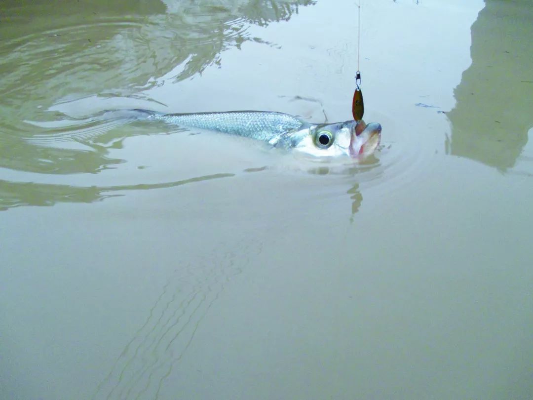 路亚浑浊水体钓鱼技巧详解