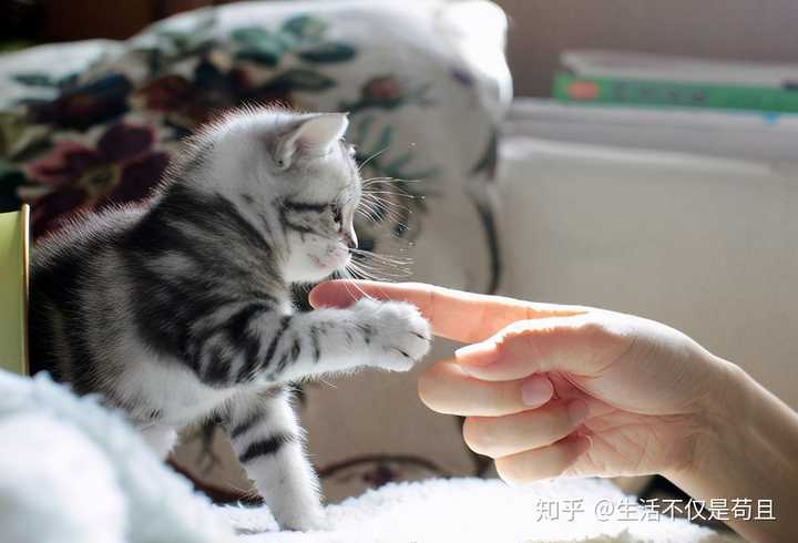 猫咪舔人背后的奥秘，解读猫的行为语言与亲密关系的建立