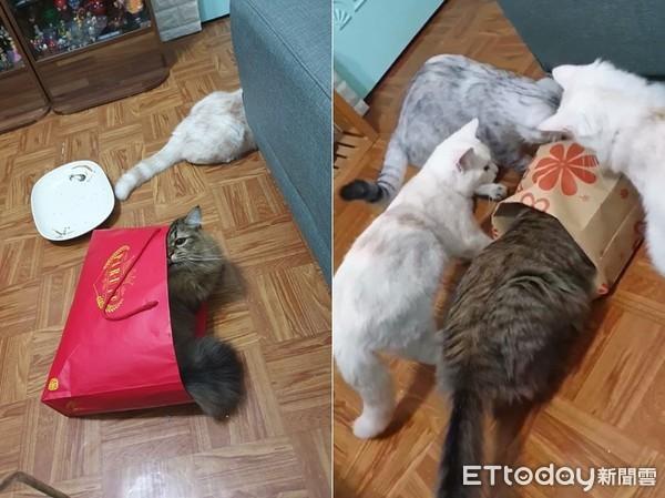 猫咪饮食中的虾皮之谜，能否食用与营养探讨