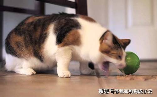 猫咪呕吐原因解析与应对方法指南