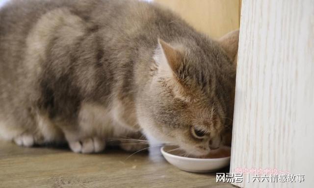 猫咪行为反常背后的奥秘探索