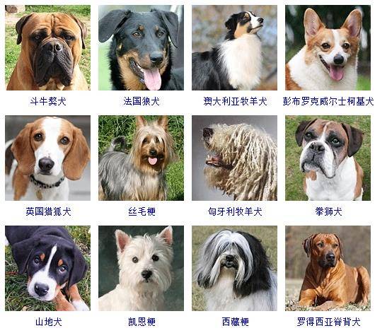 探索巨型犬种，体型最大的宠物狗魅力与特点全解析