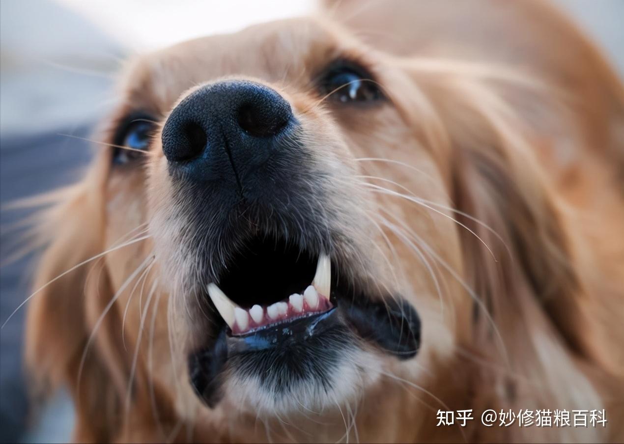 探究犬类行为背后的深层原因，为何狗狗会一直叫？