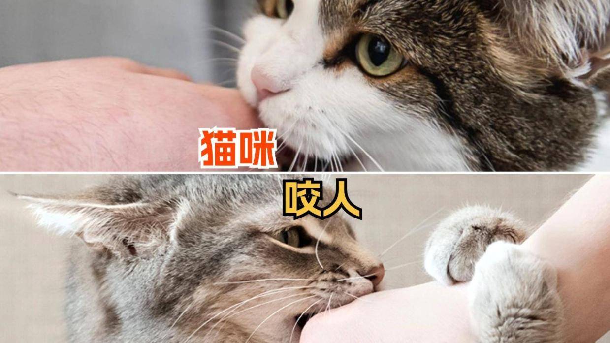 猫咪咬人问题解析，全面应对猫咪咬人的策略与解决方法