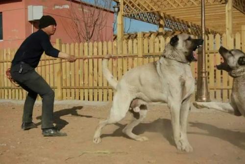 全球热门犬种排名大全，狗狗的终极指南