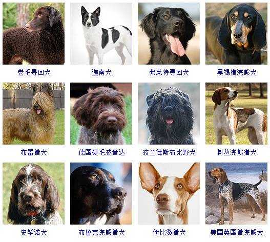 宠物犬种类概览，图片、选择与养护指南