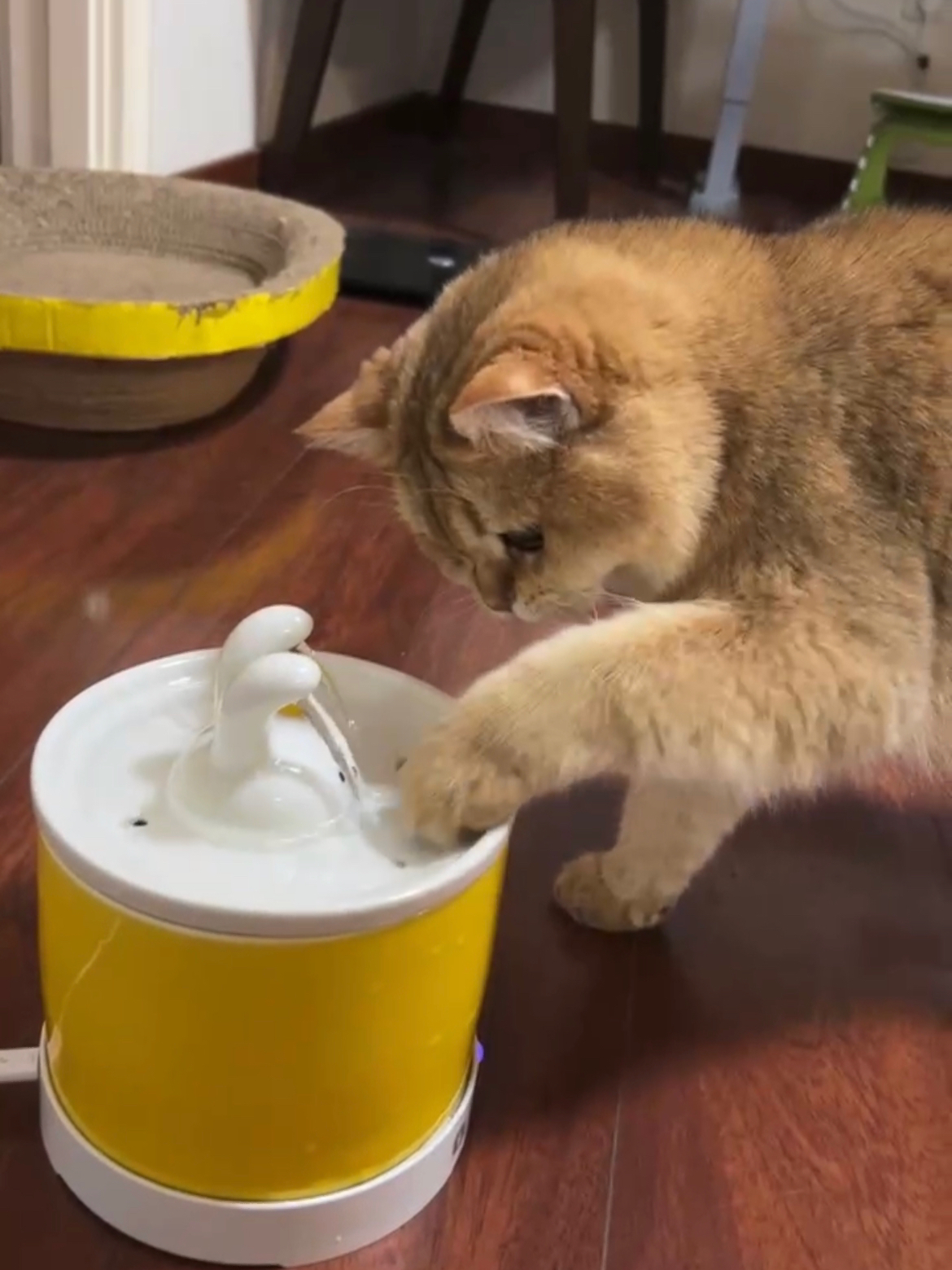 小猫咪饮水指南，如何提供适宜的饮水环境