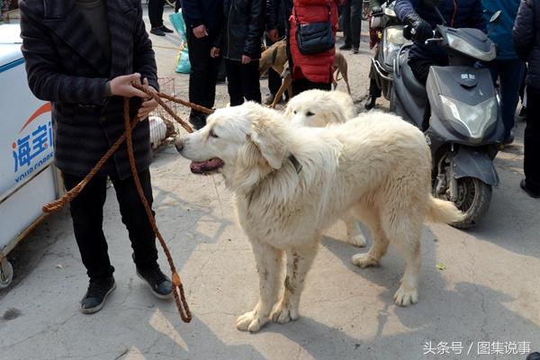 白色宠物狗品种集锦