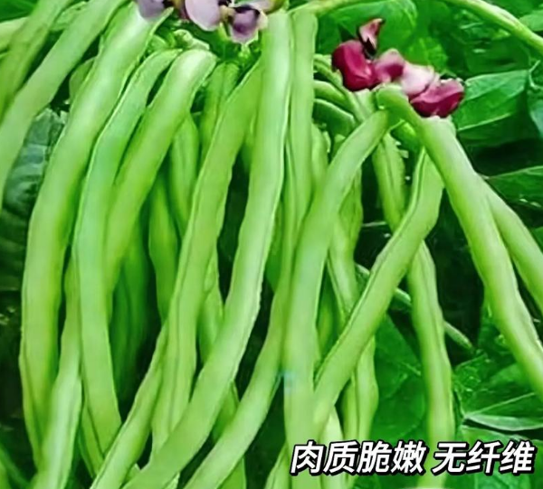 豆角种类大全，美味佳肴与图片集锦