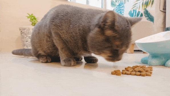 猫咪孕期营养指南，孕期猫咪的饮食与照顾建议