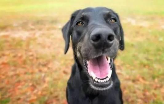 犬类多样性解析，不同种类的狗狗介绍