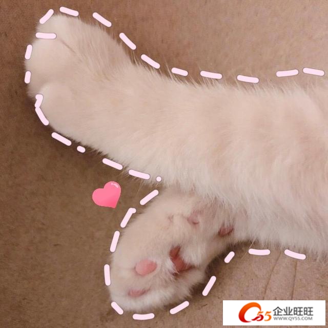 猫咪肉垫的奇妙世界探索