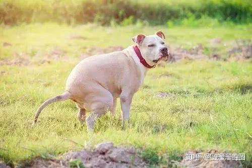 犬绦虫感染是否会传染给人？全面解析人犬绦虫关系