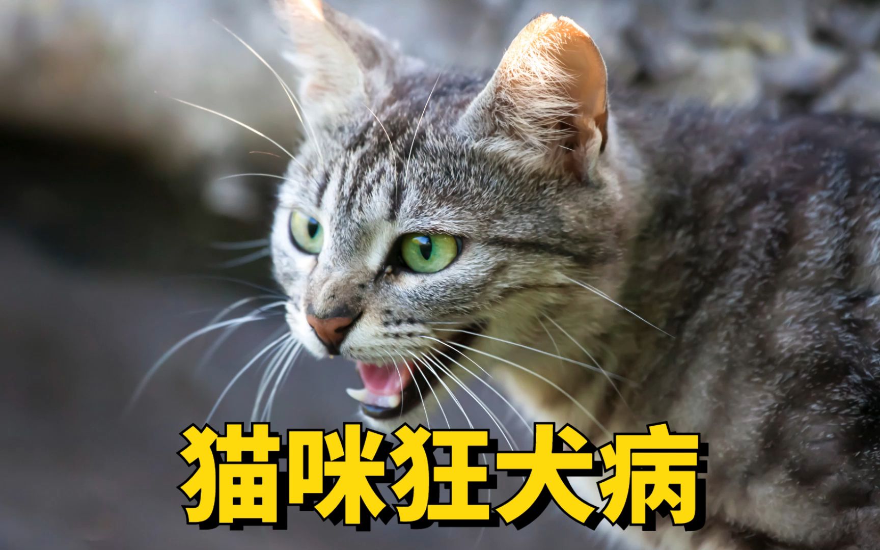 猫咪得狂犬病的原因解析