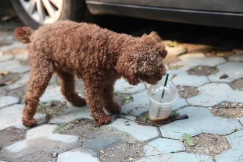 狗狗喝了奶茶后的应对方法与注意事项，全面解析处理措施