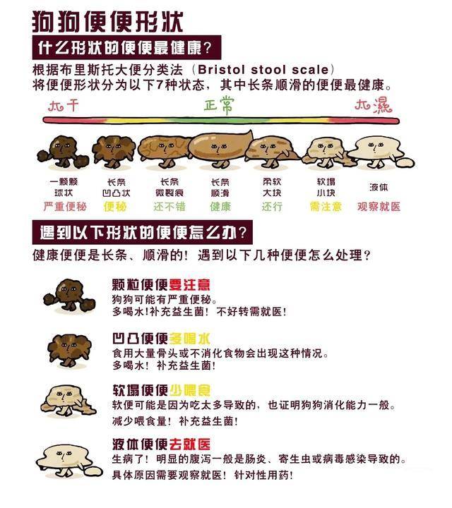 狗狗消化健康，重要性、方法及助消化措施全解析