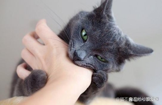 探究猫与人之间的关系，为何猫咪难以亲近人类？