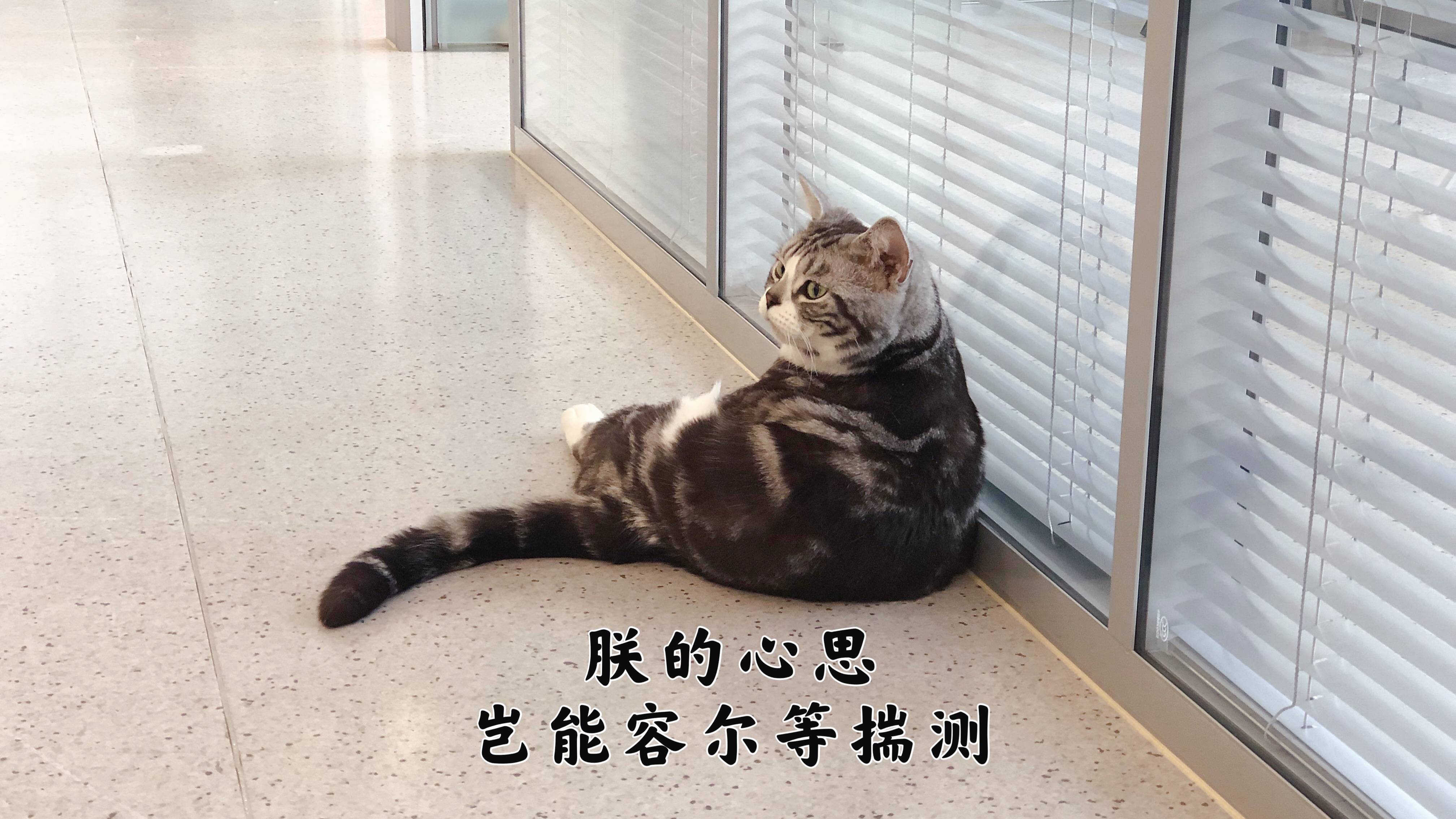 猫咪的忠诚，无言的陪伴与深深的信赖