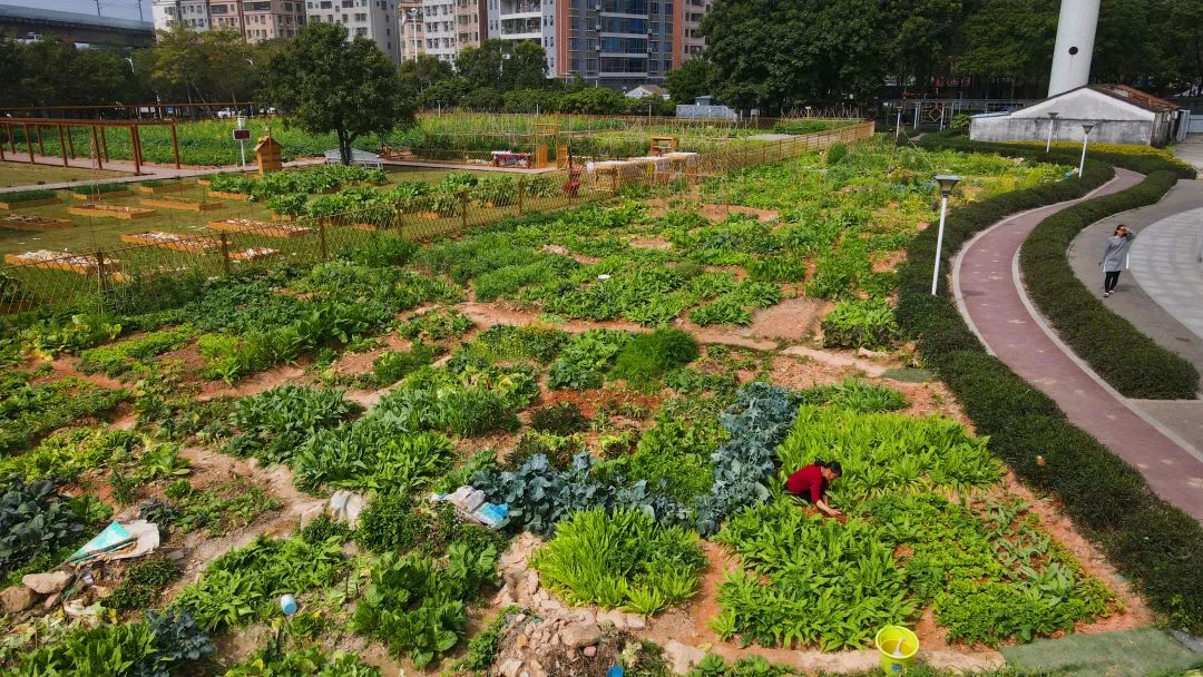 广东深圳菜园，城市中的绿色秘境