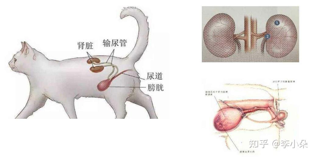 猫咪下泌尿道综合症详解及应对方法