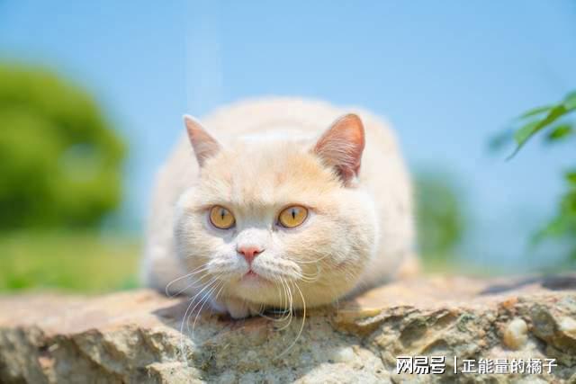 猫咪受惊导致腹泻，惊魂一刹引发健康问题