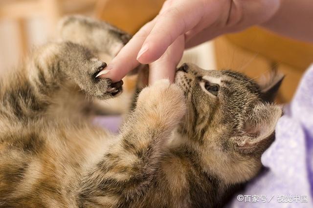 如何培养猫咪的社交能力，让其不再怕生人