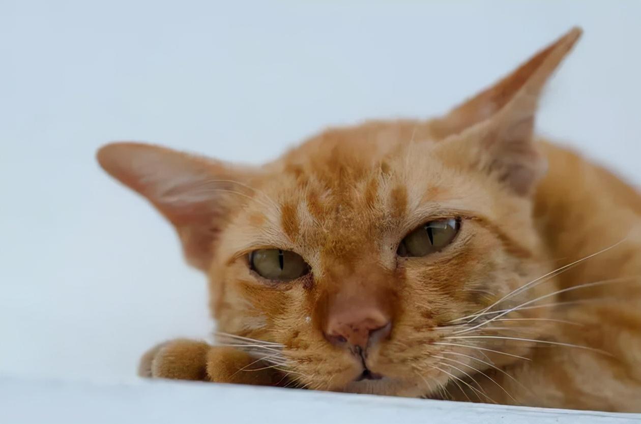 黑耳朵猫咪，神秘魅力的独特风采